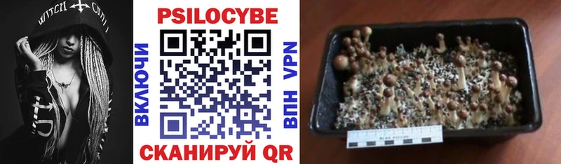 Галлюциногенные грибы Psilocybe  цена   Нарткала 